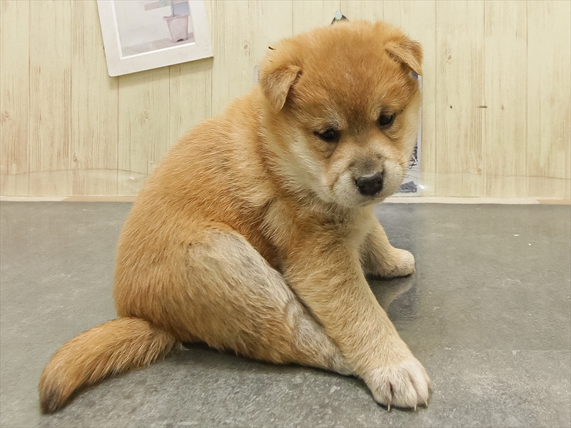 石川県の柴犬(標準サイズ) (ワンラブイオンタウン金沢示野店/2025年8月30日生まれ/男の子/赤)の子犬の2枚目の画像