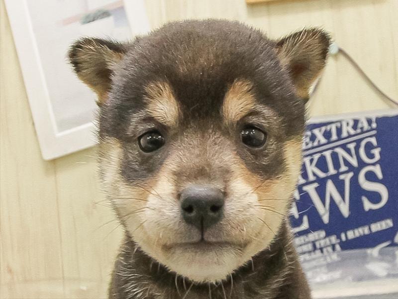 秋田県の柴犬(標準サイズ) (ワンラブフレスポ御所野店/2025年8月30日生まれ/女の子/黒)の子犬の1枚目の画像