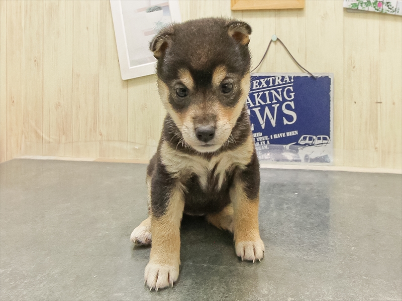 秋田県の柴犬(標準サイズ) (ワンラブフレスポ御所野店/2025年8月30日生まれ/女の子/黒)の子犬の3枚目の画像