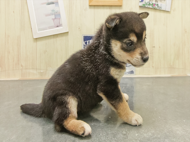 秋田県の柴犬(標準サイズ) (ワンラブフレスポ御所野店/2025年8月30日生まれ/女の子/黒)の子犬の2枚目の画像
