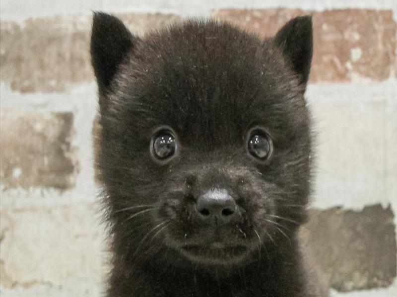 愛知県の甲斐犬 (ワンラブ名古屋守山インター総本店/2025年8月30日生まれ/男の子/黒虎)の子犬の1枚目の画像