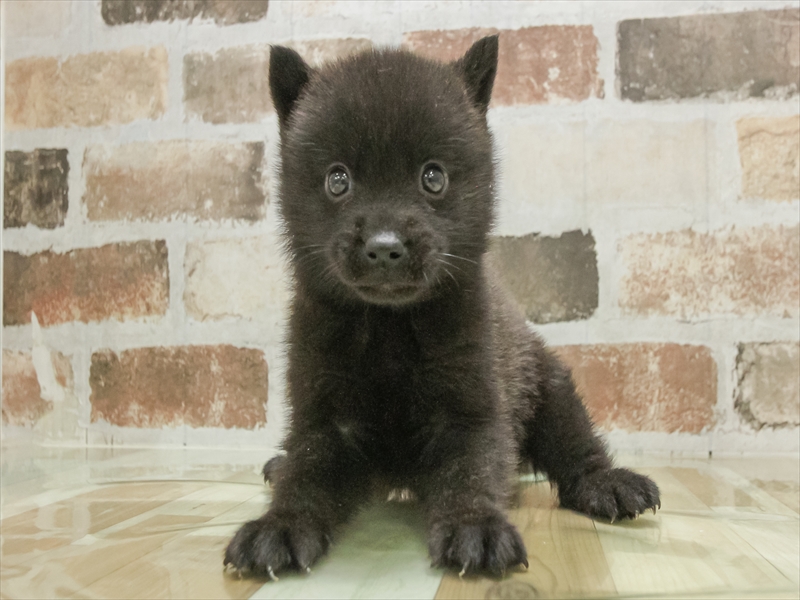 愛知県の甲斐犬 (ワンラブ名古屋守山インター総本店/2025年8月30日生まれ/男の子/黒虎)の子犬の3枚目の画像