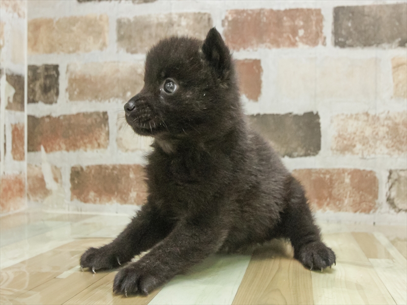 愛知県の甲斐犬 (ワンラブ名古屋守山インター総本店/2025年8月30日生まれ/男の子/黒虎)の子犬の2枚目の画像