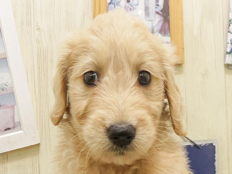 兵庫県のゴールデンドゥードゥル(ゴールデン×プードル) (ワンラブブルメール舞多聞店/2025年8月29日生まれ/女の子/ゴールド)の子犬の1枚目の画像