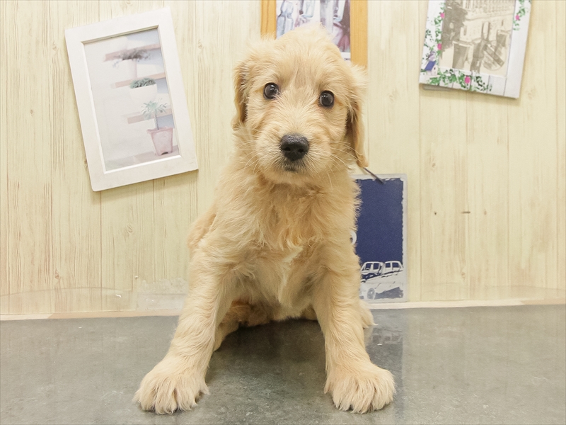 兵庫県のゴールデンドゥードゥル(ゴールデン×プードル) (ワンラブブルメール舞多聞店/2025年8月29日生まれ/女の子/ゴールド)の子犬の3枚目の画像