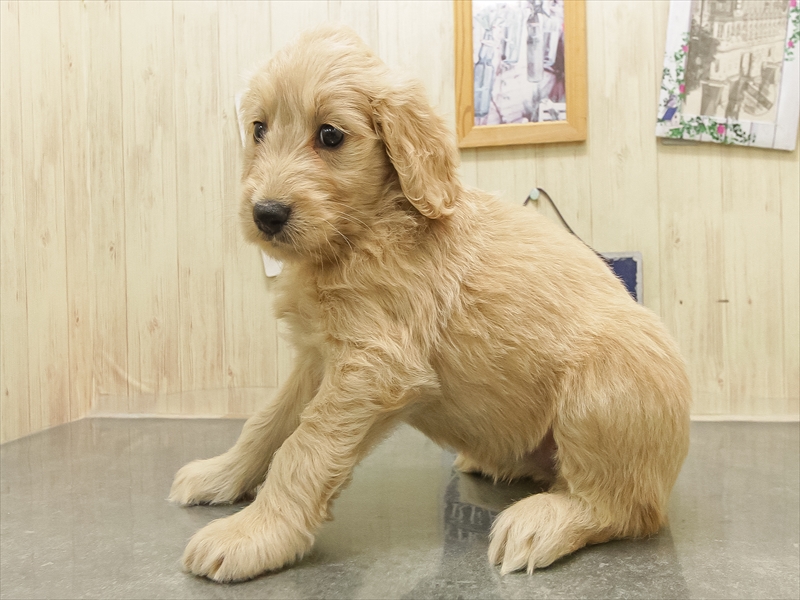 兵庫県のゴールデンドゥードゥル(ゴールデン×プードル) (ワンラブブルメール舞多聞店/2025年8月29日生まれ/女の子/ゴールド)の子犬の2枚目の画像