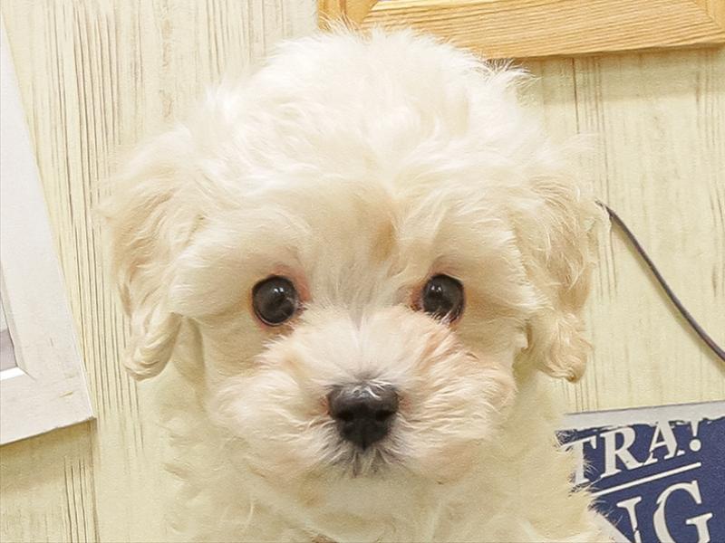 愛知県のマルプー(マルチーズ×プードル) (ワンラブ名古屋守山インター総本店/2025年8月30日生まれ/男の子/クリーム)の子犬の1枚目の画像