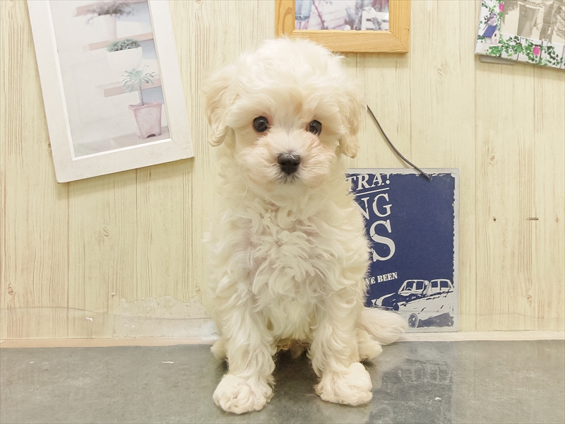 愛知県のマルプー(マルチーズ×プードル) (ワンラブ名古屋守山インター総本店/2025年8月30日生まれ/男の子/クリーム)の子犬の3枚目の画像