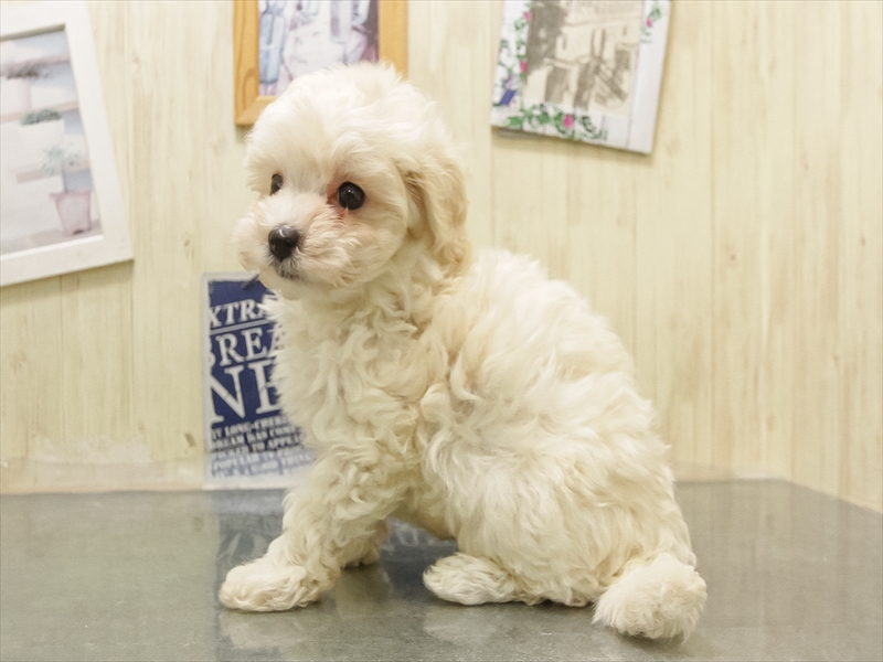 愛知県のマルプー(マルチーズ×プードル) (ワンラブ名古屋守山インター総本店/2025年8月30日生まれ/男の子/クリーム)の子犬の2枚目の画像