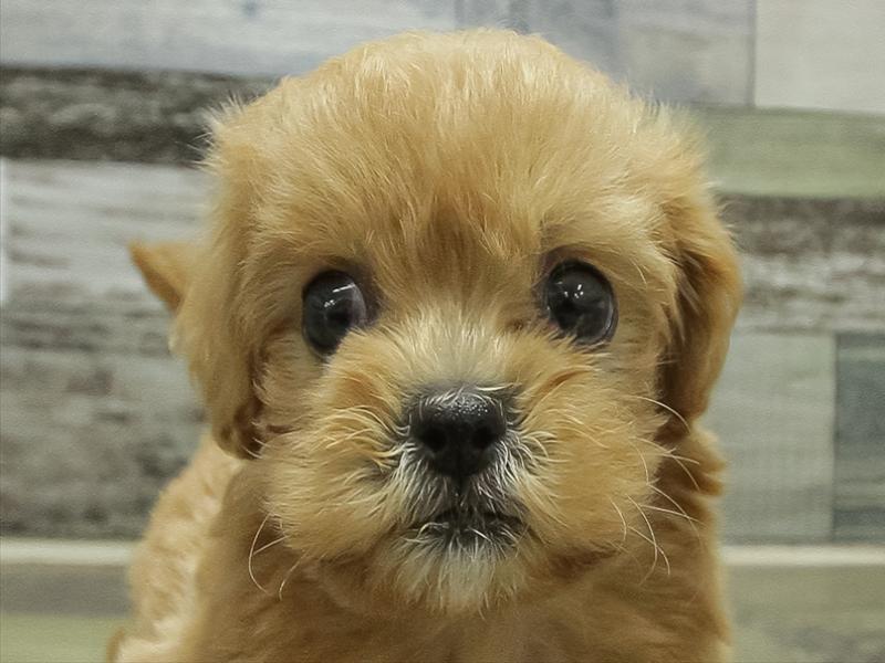 静岡県のペキプー(ペキニーズ×プードル) (ワンラブ浜松本店/2025年8月30日生まれ/女の子/レッド)の子犬の1枚目の画像