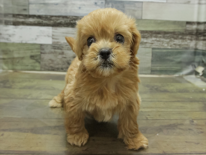 静岡県のペキプー(ペキニーズ×プードル) (ワンラブ浜松本店/2025年8月30日生まれ/女の子/レッド)の子犬の3枚目の画像