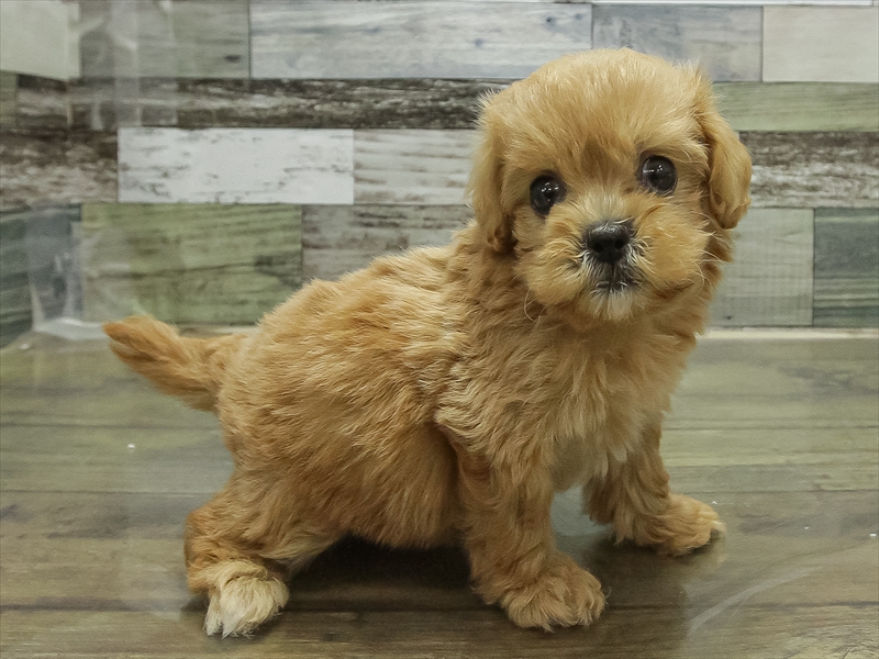 静岡県のペキプー(ペキニーズ×プードル) (ワンラブ浜松本店/2025年8月30日生まれ/女の子/レッド)の子犬の2枚目の画像