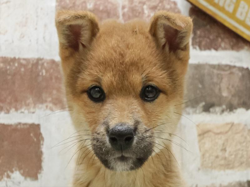 鳥取県の柴犬(標準サイズ) (ワンラブカインズ鳥取店/2025年8月23日生まれ/男の子/赤)の子犬の1枚目の画像