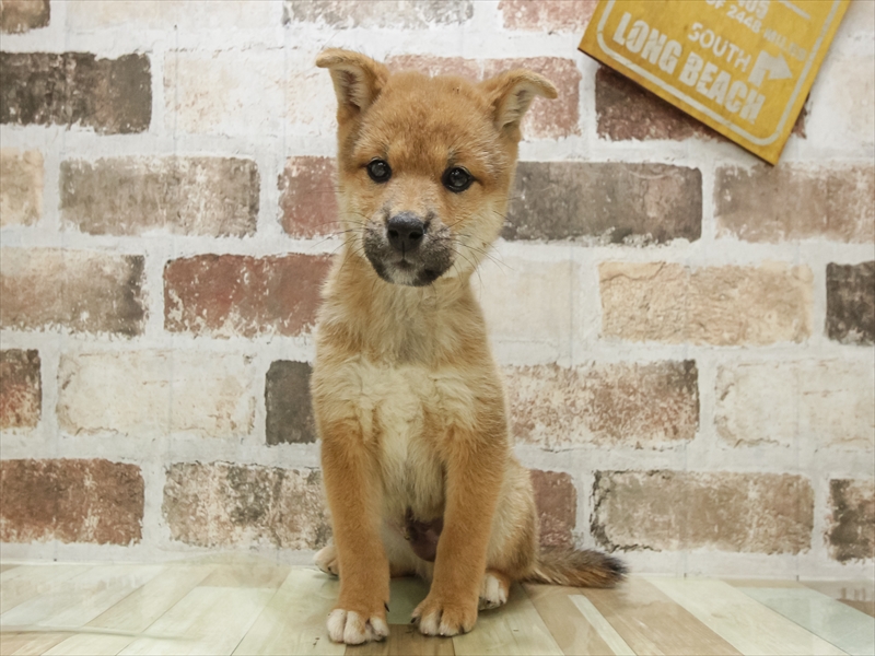 鳥取県の柴犬(標準サイズ) (ワンラブカインズ鳥取店/2025年8月23日生まれ/男の子/赤)の子犬の3枚目の画像