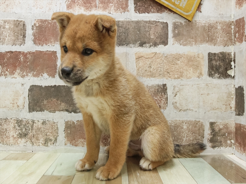 鳥取県の柴犬(標準サイズ) (ワンラブカインズ鳥取店/2025年8月23日生まれ/男の子/赤)の子犬の2枚目の画像