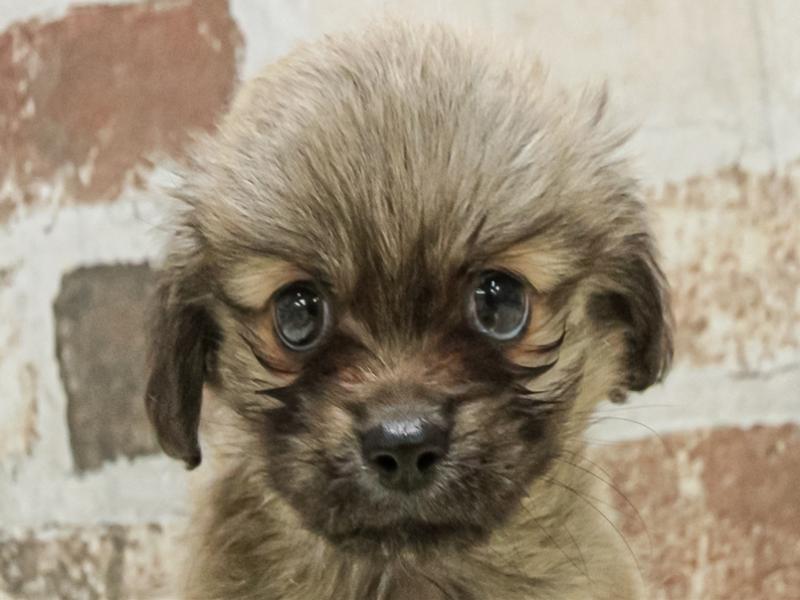 愛知県のペキックス(ダックス×ペキニーズ) (ワンラブ名古屋守山インター総本店/2025年8月23日生まれ/男の子/フォーン)の子犬の1枚目の画像