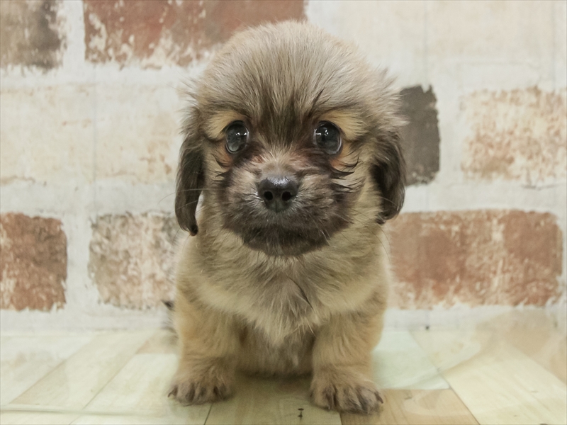 愛知県のペキックス(ダックス×ペキニーズ) (ワンラブ名古屋守山インター総本店/2025年8月23日生まれ/男の子/フォーン)の子犬の3枚目の画像