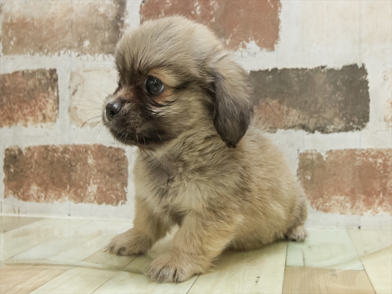 愛知県のペキックス(ダックス×ペキニーズ) (ワンラブ名古屋守山インター総本店/2025年8月23日生まれ/男の子/フォーン)の子犬の2枚目の画像