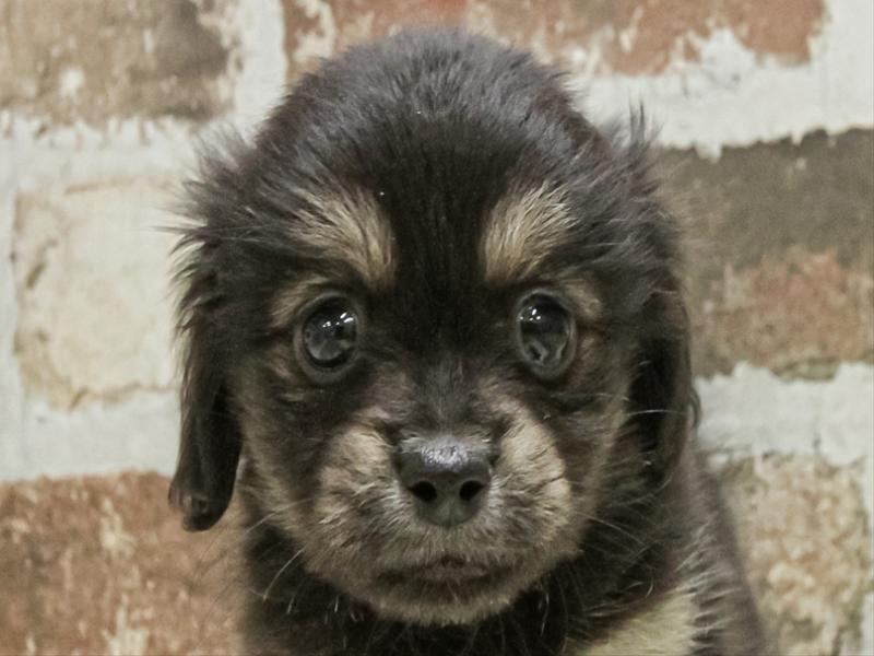 愛知県のペキックス(ダックス×ペキニーズ) (ワンラブ名古屋守山インター総本店/2025年8月23日生まれ/女の子/ブラックタン)の子犬の1枚目の画像