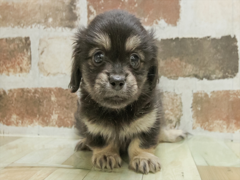 愛知県のペキックス(ダックス×ペキニーズ) (ワンラブ名古屋守山インター総本店/2025年8月23日生まれ/女の子/ブラックタン)の子犬の3枚目の画像
