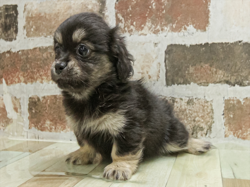 愛知県のペキックス(ダックス×ペキニーズ) (ワンラブ名古屋守山インター総本店/2025年8月23日生まれ/女の子/ブラックタン)の子犬の2枚目の画像