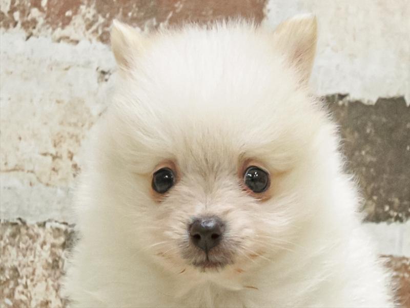 兵庫県のポメラニアン (ワンラブブルメール舞多聞店/2025年8月30日生まれ/男の子/クリームホワイト)の子犬の1枚目の画像