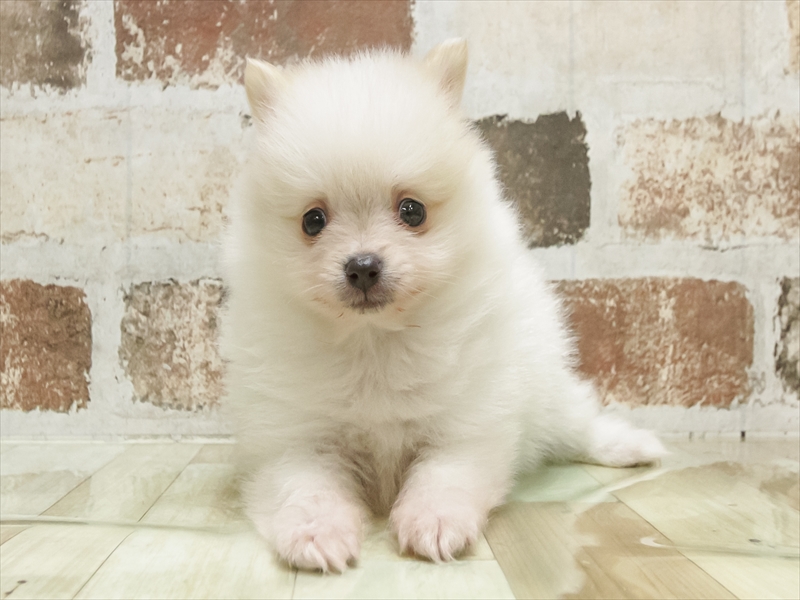 兵庫県のポメラニアン (ワンラブブルメール舞多聞店/2025年8月30日生まれ/男の子/クリームホワイト)の子犬の3枚目の画像