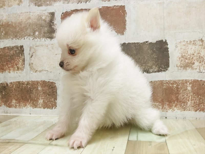 兵庫県のポメラニアン (ワンラブブルメール舞多聞店/2025年8月30日生まれ/男の子/クリームホワイト)の子犬の2枚目の画像