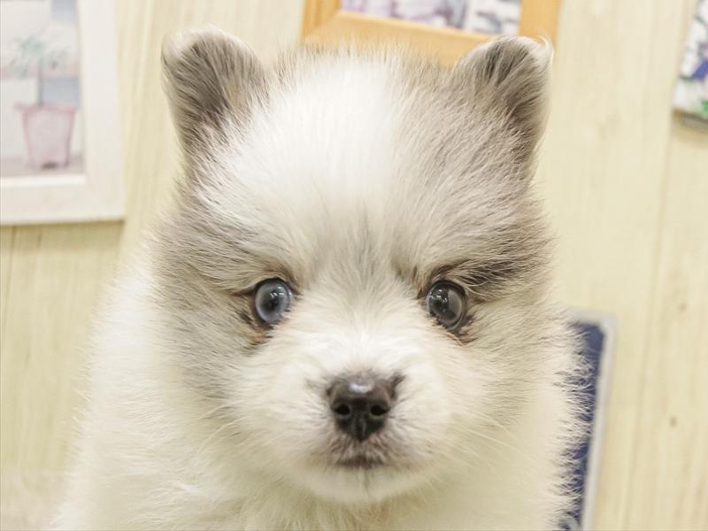 愛知県のハーフ犬・ミックス犬 (ワンラブ名古屋守山インター総本店/2025年8月30日生まれ/女の子/ブルーマールホワイト)の子犬の1枚目の画像