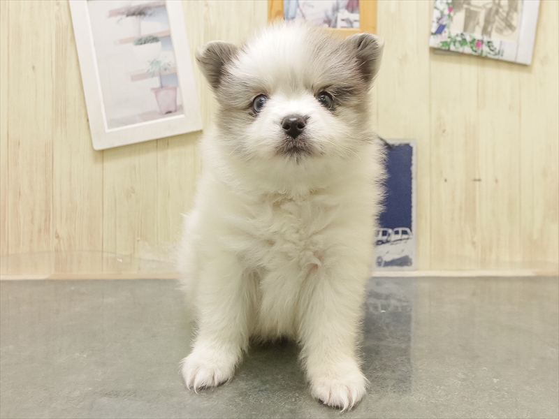 愛知県のハーフ犬・ミックス犬 (ワンラブ名古屋守山インター総本店/2025年8月30日生まれ/女の子/ブルーマールホワイト)の子犬の3枚目の画像
