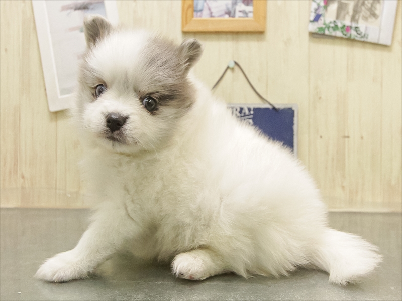 愛知県のハーフ犬・ミックス犬 (ワンラブ名古屋守山インター総本店/2025年8月30日生まれ/女の子/ブルーマールホワイト)の子犬の2枚目の画像