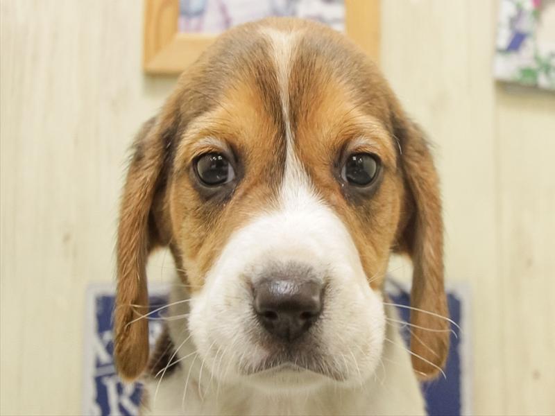 鹿児島県のビーグル (ワンラブニシムタ N'sCITY谷山店/2025年8月28日生まれ/男の子/ハウンドカラー)の子犬の1枚目の画像