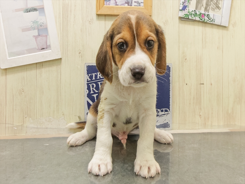 鹿児島県のビーグル (ワンラブニシムタ N'sCITY谷山店/2025年8月28日生まれ/男の子/ハウンドカラー)の子犬の3枚目の画像