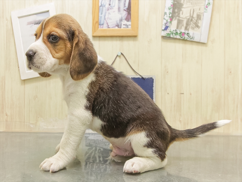 鹿児島県のビーグル (ワンラブニシムタ N'sCITY谷山店/2025年8月28日生まれ/男の子/ハウンドカラー)の子犬の2枚目の画像