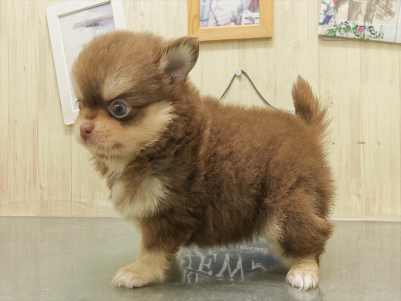 愛知県のポメチワ/チワポメ/ポメチー(ポメラニアン×チワワ) (ワンラブ名古屋守山インター総本店/2025年8月30日生まれ/男の子/チョコレートタン)の子犬の2枚目の画像
