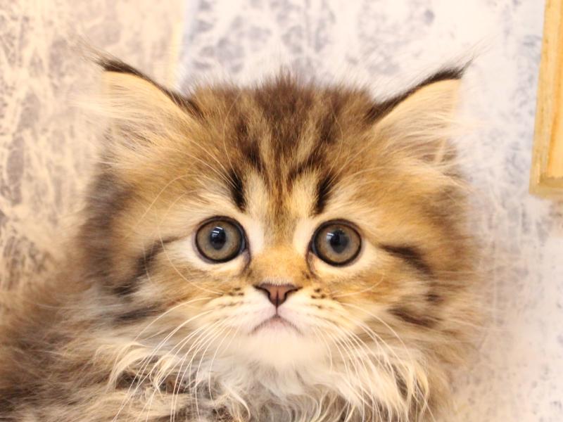 東京都のフォールデックス (ワンラブニャンラブ ららテラス北綾瀬店/2025年8月29日生まれ/男の子/ブラウンタビー)の子猫の1枚目の画像