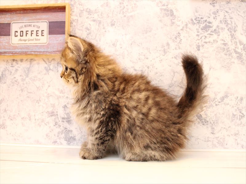 東京都のフォールデックス (ワンラブニャンラブ ららテラス北綾瀬店/2025年8月29日生まれ/男の子/ブラウンタビー)の子猫の3枚目の画像