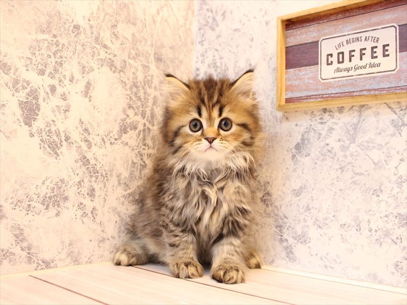 東京都のフォールデックス (ワンラブニャンラブ ららテラス北綾瀬店/2025年8月29日生まれ/男の子/ブラウンタビー)の子猫の2枚目の画像