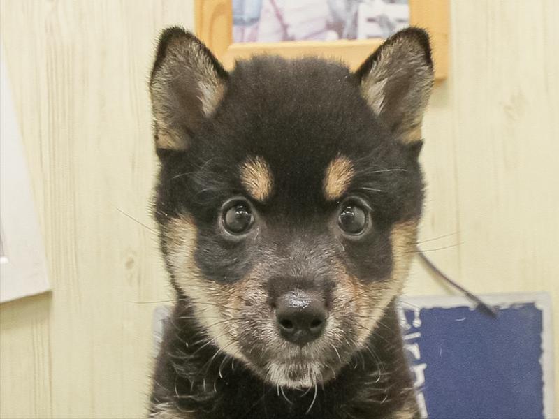 鹿児島県の柴犬(標準サイズ) (ワンラブニシムタ N'sCITY谷山店/2025年8月30日生まれ/女の子/黒)の子犬の1枚目の画像