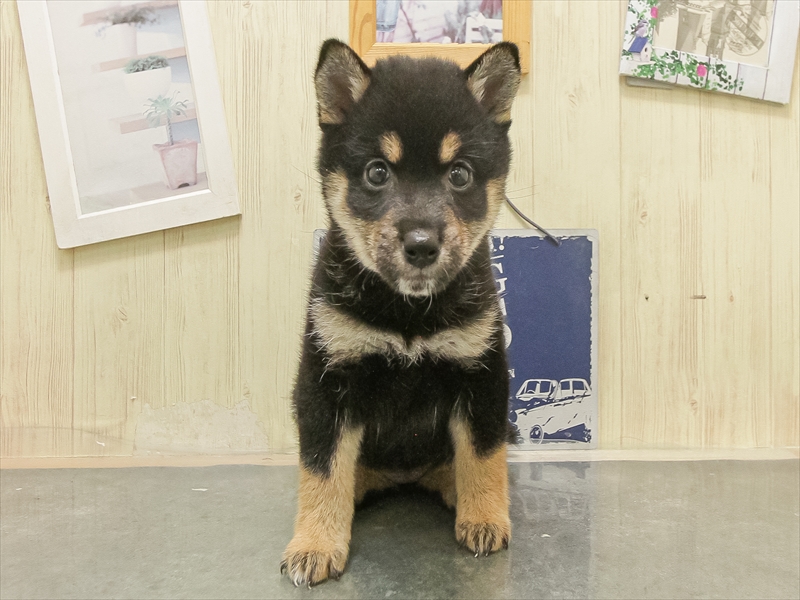 鹿児島県の柴犬(標準サイズ) (ワンラブニシムタ N'sCITY谷山店/2025年8月30日生まれ/女の子/黒)の子犬の3枚目の画像