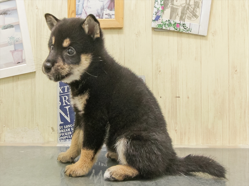 鹿児島県の柴犬(標準サイズ) (ワンラブニシムタ N'sCITY谷山店/2025年8月30日生まれ/女の子/黒)の子犬の2枚目の画像