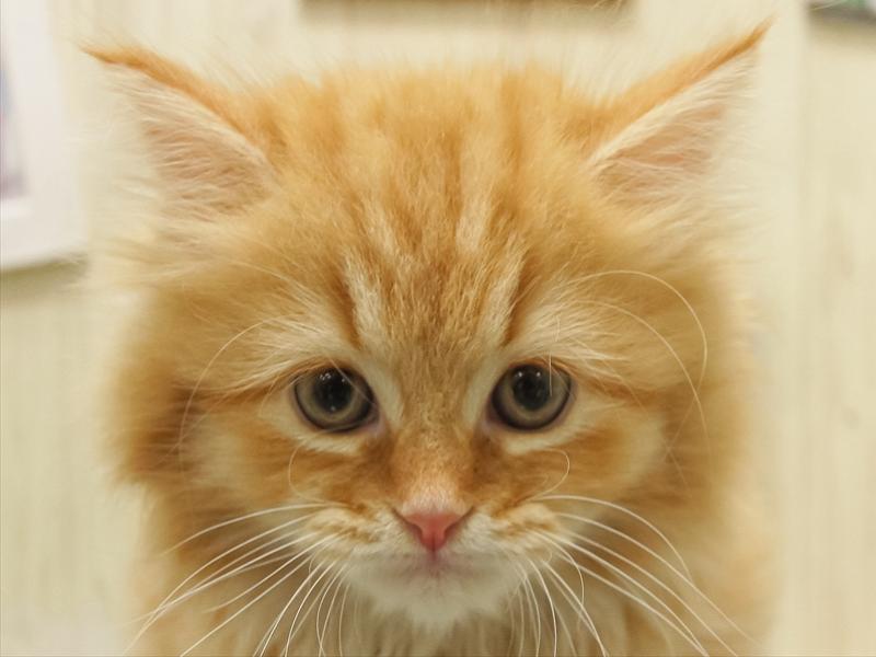 愛知県のミヌエット (ワンラブ名古屋守山インター総本店/2025年8月30日生まれ/女の子/レッドタビー)の子猫の1枚目の画像