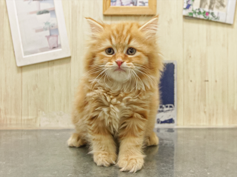 愛知県のミヌエット (ワンラブ名古屋守山インター総本店/2025年8月30日生まれ/女の子/レッドタビー)の子猫の3枚目の画像