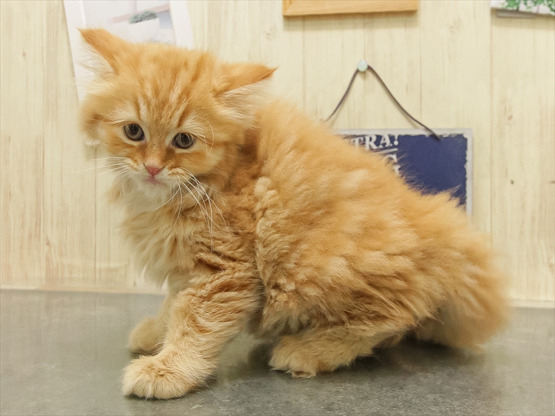 愛知県のミヌエット (ワンラブ名古屋守山インター総本店/2025年8月30日生まれ/女の子/レッドタビー)の子猫の2枚目の画像