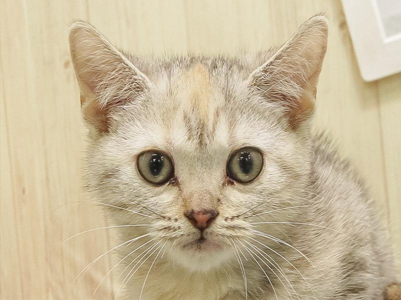 愛知県のスコティッシュフォールド (ワンラブカインズ名古屋当知店/2025年8月18日生まれ/女の子/シルバーパッチドタビー)の子猫の1枚目の画像