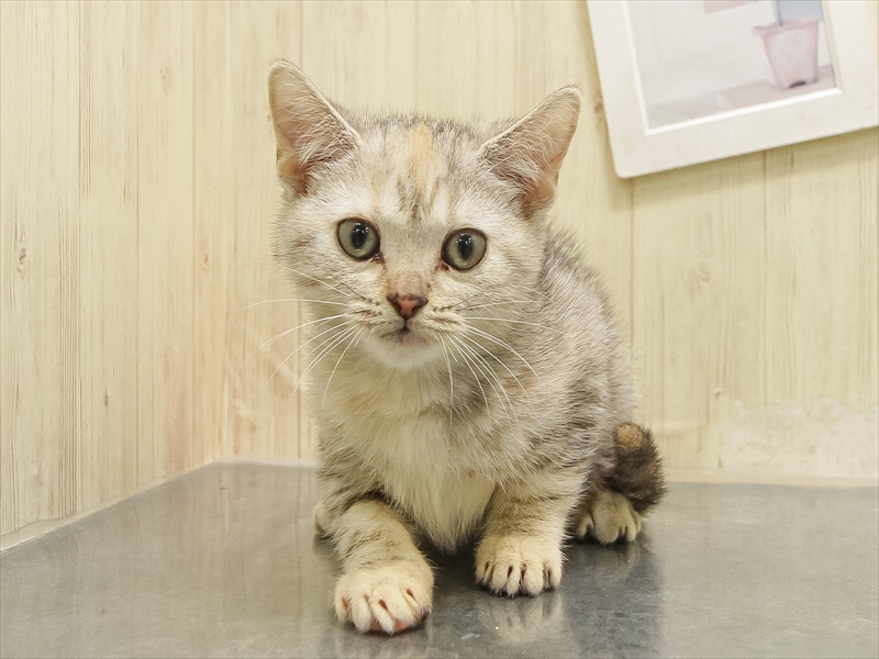 愛知県のスコティッシュフォールド (ワンラブカインズ名古屋当知店/2025年8月18日生まれ/女の子/シルバーパッチドタビー)の子猫の3枚目の画像