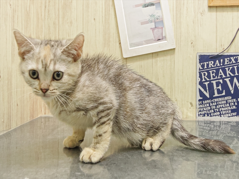 愛知県のスコティッシュフォールド (ワンラブカインズ名古屋当知店/2025年8月18日生まれ/女の子/シルバーパッチドタビー)の子猫の2枚目の画像