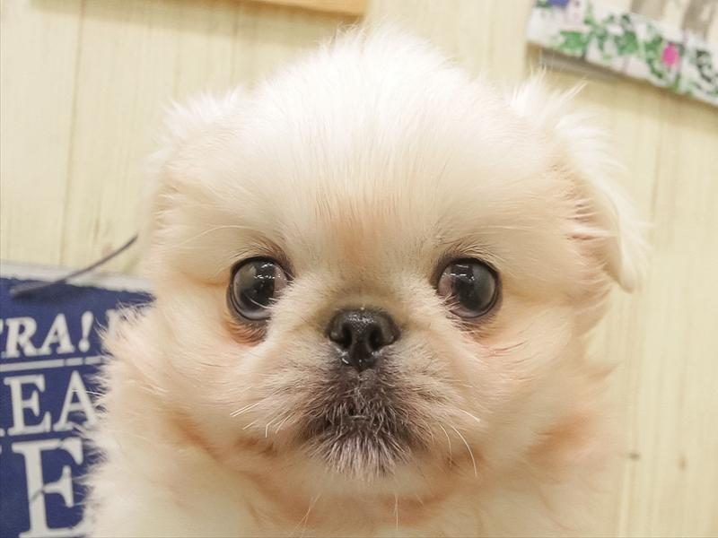 石川県のペキニーズ (ワンラブイオンタウン金沢示野店/2025年8月27日生まれ/男の子/ホワイト)の子犬の1枚目の画像