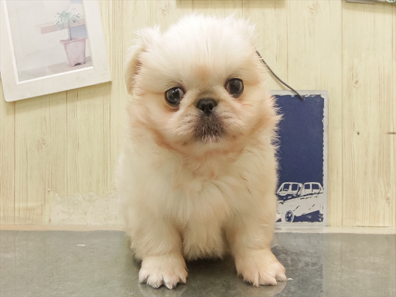 石川県のペキニーズ (ワンラブイオンタウン金沢示野店/2025年8月27日生まれ/男の子/ホワイト)の子犬の3枚目の画像
