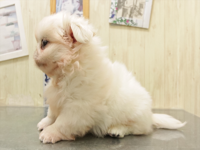石川県のペキニーズ (ワンラブイオンタウン金沢示野店/2025年8月27日生まれ/男の子/ホワイト)の子犬の2枚目の画像